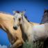 Mustangs: A Photo Essay